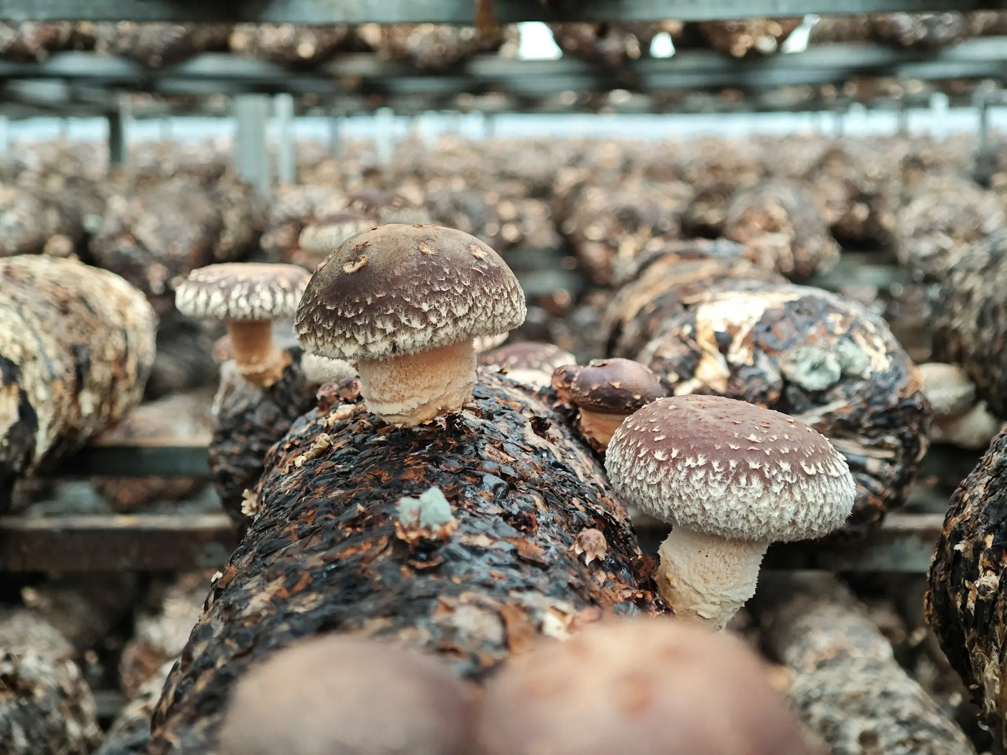 Mushroom Project by AgriMotion
